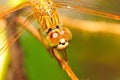 An orange dragonfly