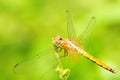 Orange Dragonfly