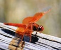 Orange Dragonfly