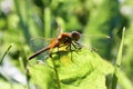 An orange dragonfly on a blade of grass Royalty Free Stock Photo