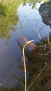 An orange dragonfly clings to a branch by the water& x27;s edge in Thailand.