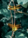 Orange Dragonfly or Flame Skimmer Resting on The Twig or Branch of Tree At Mid Noon. Royalty Free Stock Photo