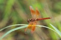 Orange dragonfly in green background Royalty Free Stock Photo