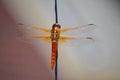 Orange dragonfly landing Royalty Free Stock Photo