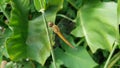 an orange dragonfly perched on a branch of the grass rafters Royalty Free Stock Photo