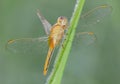 Orange dragonfly perched on the grass against a blurred green background