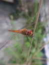 Orange Dragonfly on position wide angle Royalty Free Stock Photo