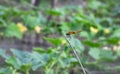 Dragonfly resting on a dead tree branch in the winter melon field Royalty Free Stock Photo