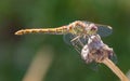 Orange dragonfly resting on grass