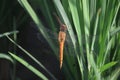 the orange dragonfly is resting on a rice leaf