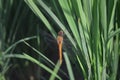 Orange dragonfly resting on a rice leaf