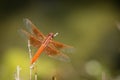 Orange Dragonfly Resting on Small Branch.