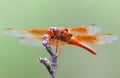 Orange Dragonfly - Sierra Vista, Arizona Royalty Free Stock Photo