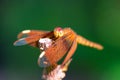 Orange dragonfly sitting on a branch