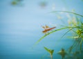 Orange dragonfly