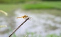 An Orange Dragonfly With Transparent Wings Resting On A Dead Tree Trunk Isolated On Blurry Background