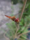 Orange Dragonfly in up front right angle Royalty Free Stock Photo