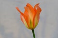 Orange Dream Tulip Flower Royalty Free Stock Photo