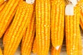 Orange dried corn background for animal feeding Royalty Free Stock Photo