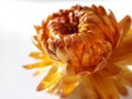 orange dried flower