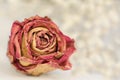 Orange dry beautiful rose, bud, Royalty Free Stock Photo