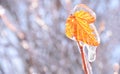 Orange dry leaf growing on a branch covered with ice on a sunny winter day in russia. Background with copy space Royalty Free Stock Photo