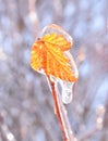 Orange dry leaf growing on a branch covered with ice on a sunny winter day in russia. Royalty Free Stock Photo