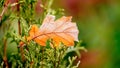 Orange dry oak leaf, fallen autumn leaves Royalty Free Stock Photo