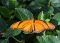 Dryas Julia butterfly on green leaves with wings open