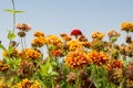 Orange dryed gazania flowers in the garden