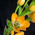 Orange dubium flower and plant