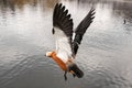 orange duck in flight with open wings over a pond