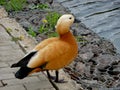 Orange duck near water