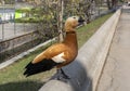 Orange duck Royalty Free Stock Photo