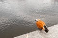 orange duck sitting on a parapet near a pond