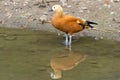 An orange duck standing at the pond