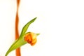 Orange Dutch Tulip