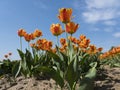 Orange dutch tulips and blue sky in holland