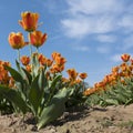 Orange dutch tulips and blue sky in holland