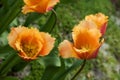 Orange dutch tulips