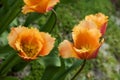 Orange dutch tulips Royalty Free Stock Photo