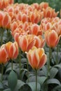 Orange Dutch Tulips Royalty Free Stock Photo