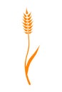 Orange ears of wheat. Vector illustration on white isolated background