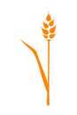 Orange ears of wheat. Vector illustration on white isolated background