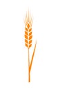 Orange ears of wheat. Vector illustration on white isolated background