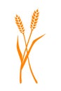 Orange ears of wheat. Vector illustration on white isolated background