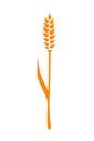 Orange ears of wheat. Vector illustration on white isolated background Royalty Free Stock Photo