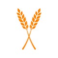 Orange ears of wheat. Vector illustration on white isolated background Royalty Free Stock Photo