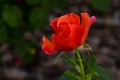 Orange Easy Does It Rose Flower Bud