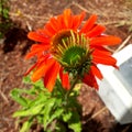 Orange Echinacea Bud Royalty Free Stock Photo